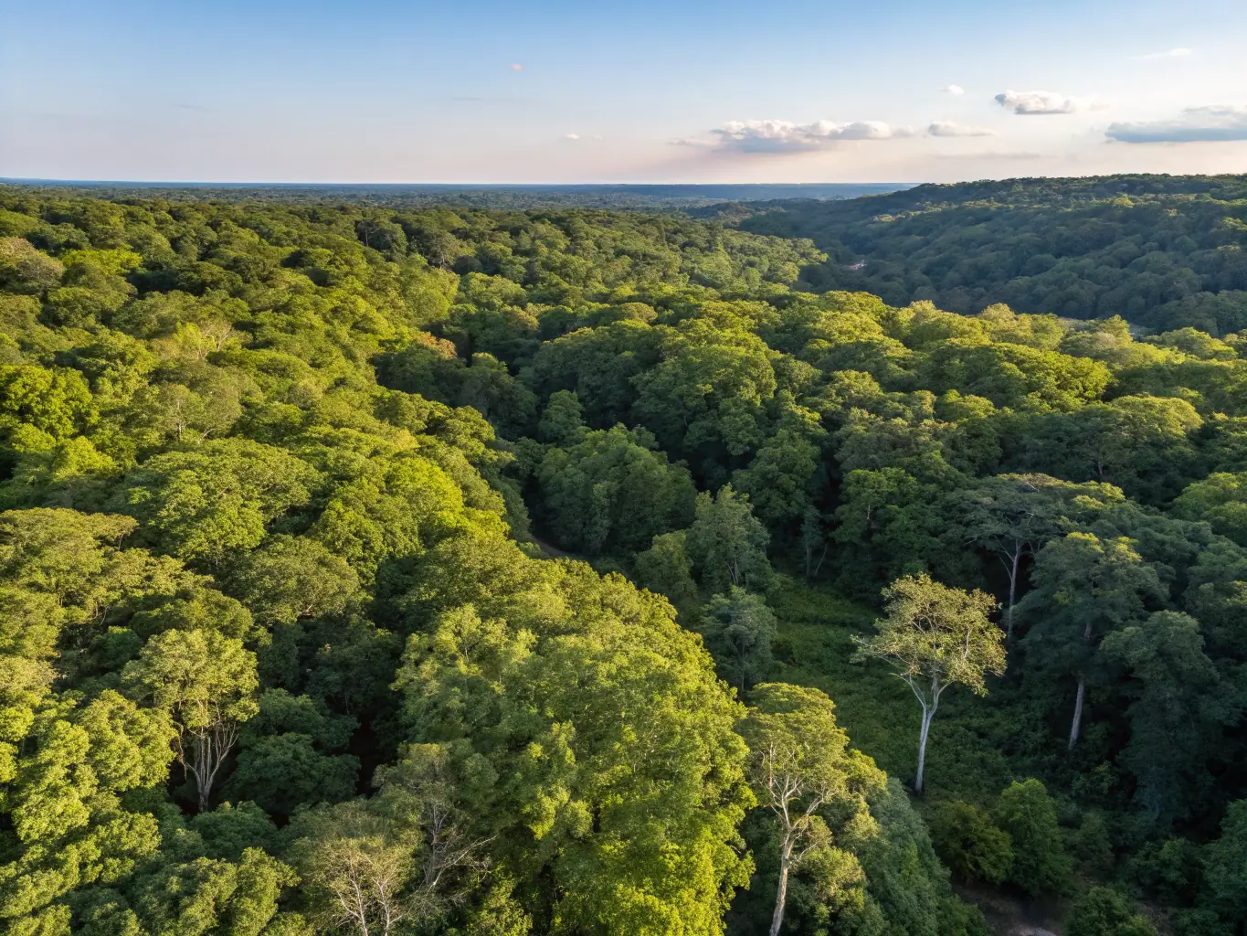 A scenic view of a lush forest with diverse wildlife, symbolizing the organization's commitment to preserving natural habitats and biodiversity.